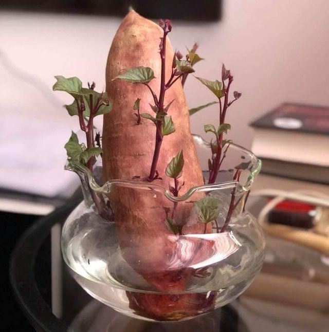 khoai lang bonsai, đẹp độc lạ