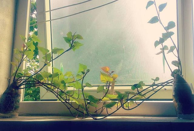 khoai lang bonsai, đẹp độc lạ