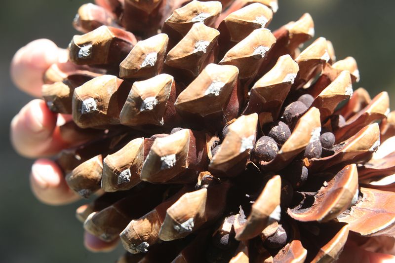 http://phucthao.com/images/products/hatthong/large/pine-cone.jpg