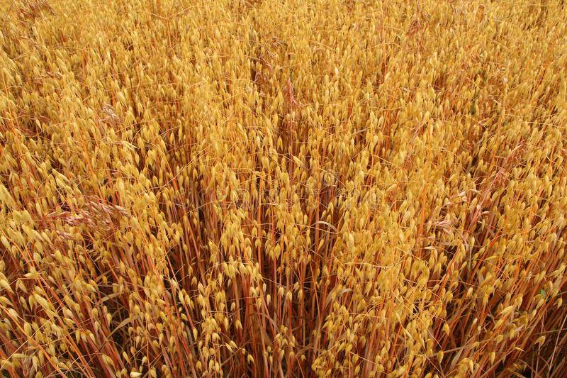 http://localhost/asparagus/images/products/yenmach/large/ripe-oats-field-oat-seeds.jpg